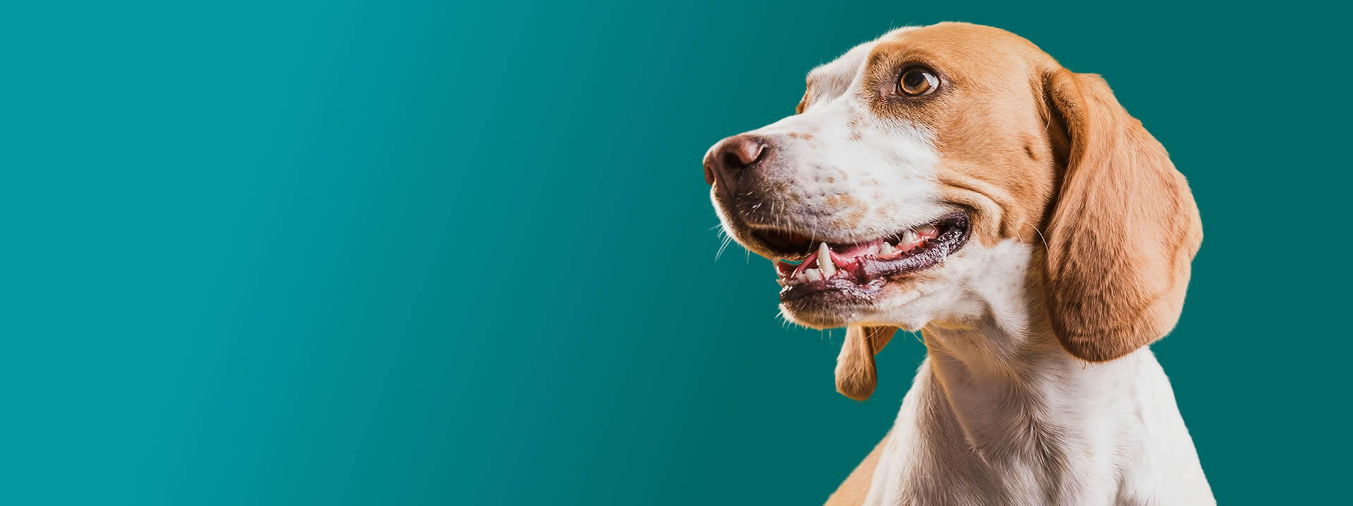 alimentos para perros zaragoza