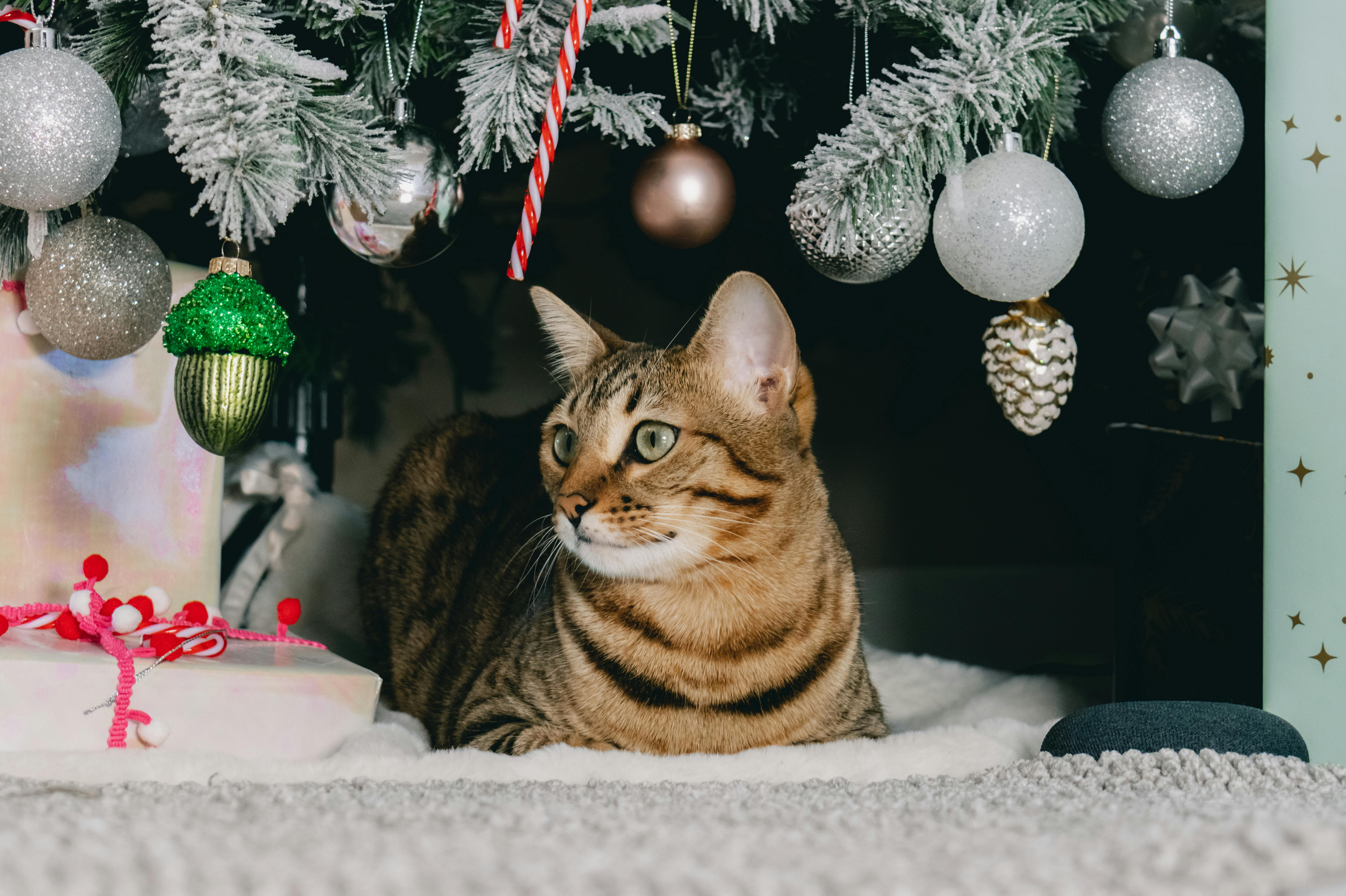 gato navidad mascotas bastet