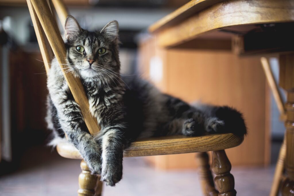 Gato relajado en una silla porque sabe que no tiene molestos parásitos