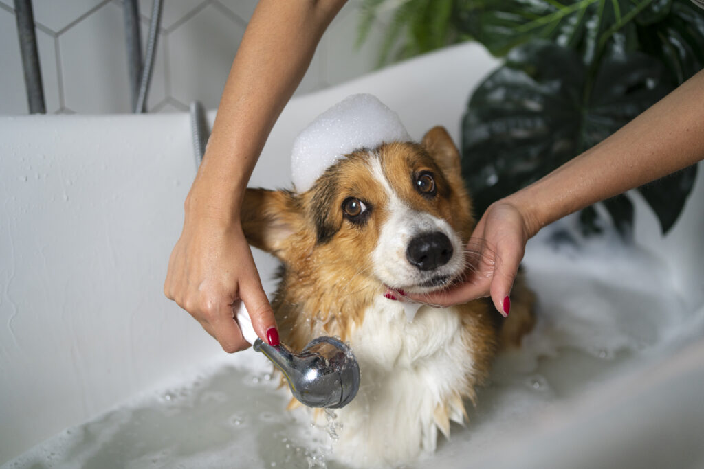 Perro en la bañera usando un champú preventivo que repele pulgas y garrapatas brindándole una mayor protección antiparasitaria