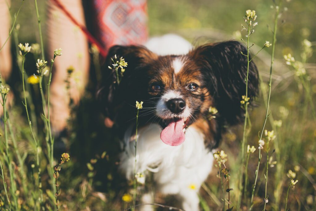 Perro paseando por el campo en primavera