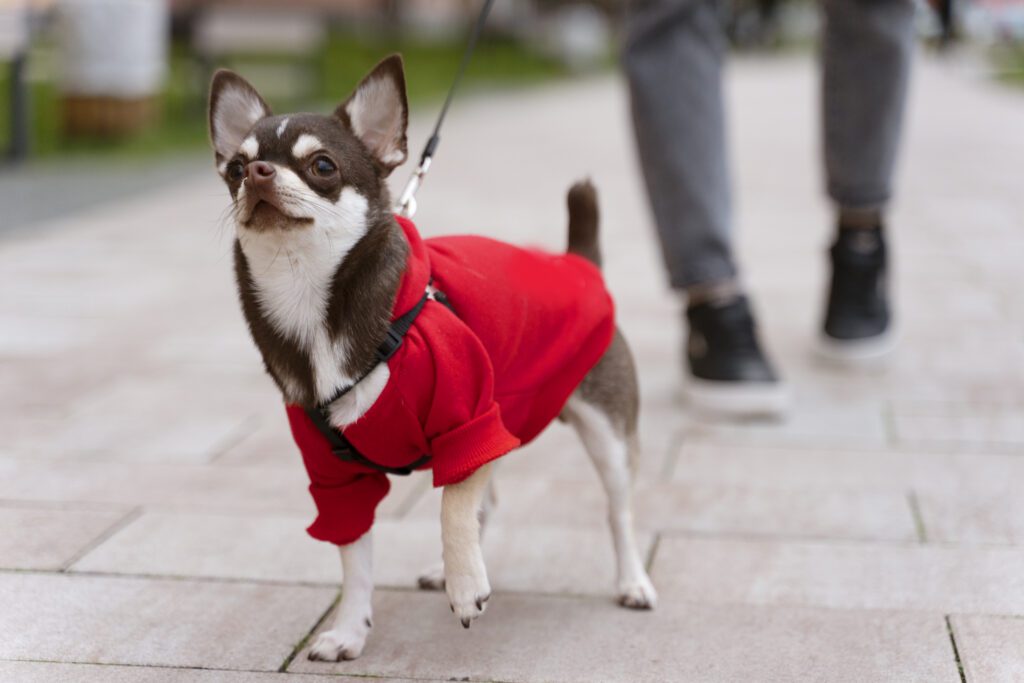 Perro chihuahua paseando con abrigo rojo