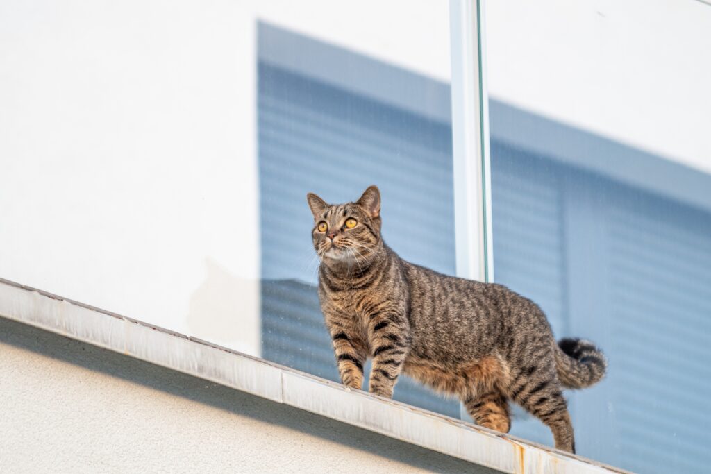 gato en peligro en una cornisa gato paracaidista