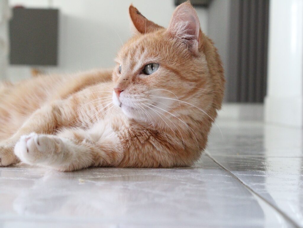 Un gato doméstico naranja atigrado descansando cuan largo es sobre un suelo de baldosas frescas en una casa de Zaragoza durante una ola de calor extremo.