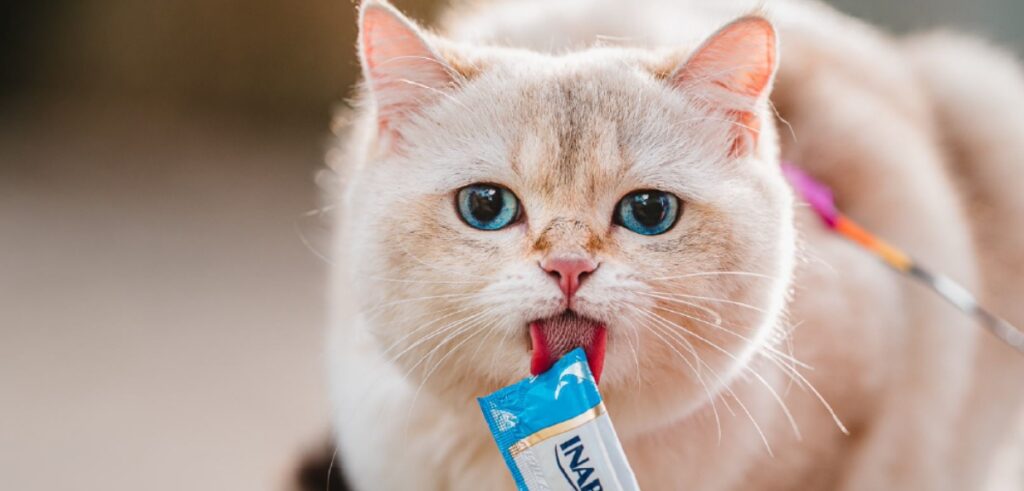 Un gato feliz lamiendo un snack líquido Churu directamente del sobre, una forma deliciosa y refrescante de mejorar la hidratación felina en verano.